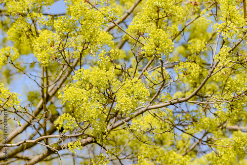 yellow maple flowers in spring