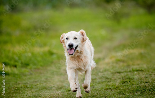 Nice dog running on spring nature