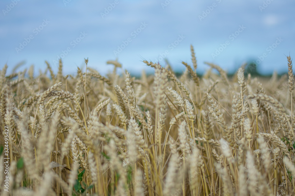 Fototapeta premium Kornfeld