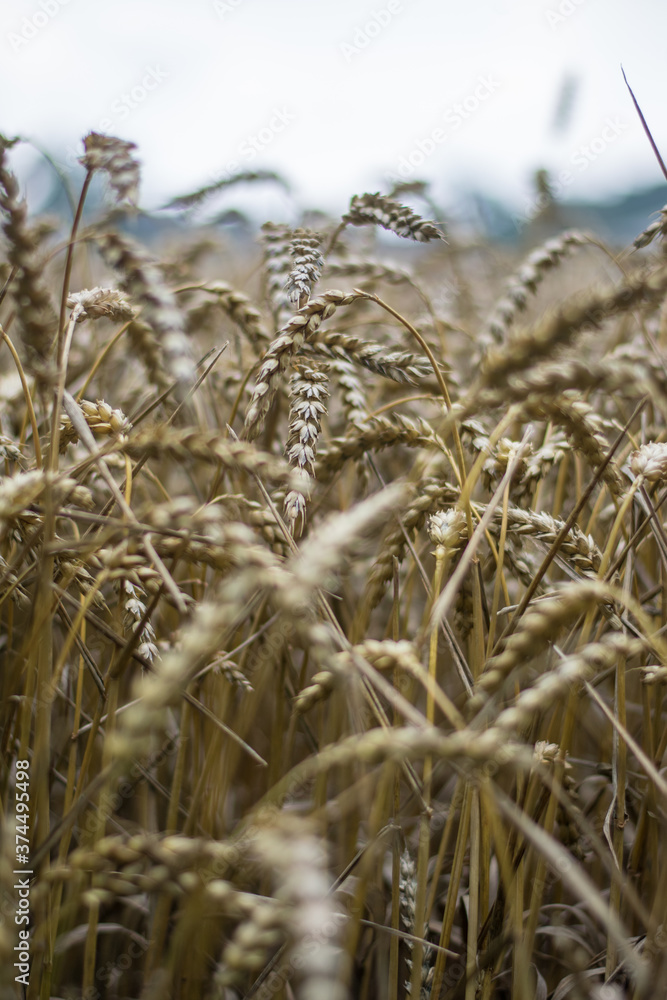 Fototapeta premium Kornfeld