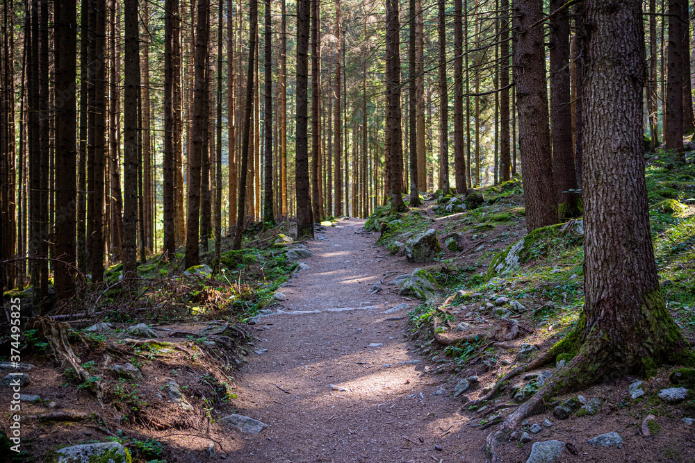 Obraz premium foresta di alberi