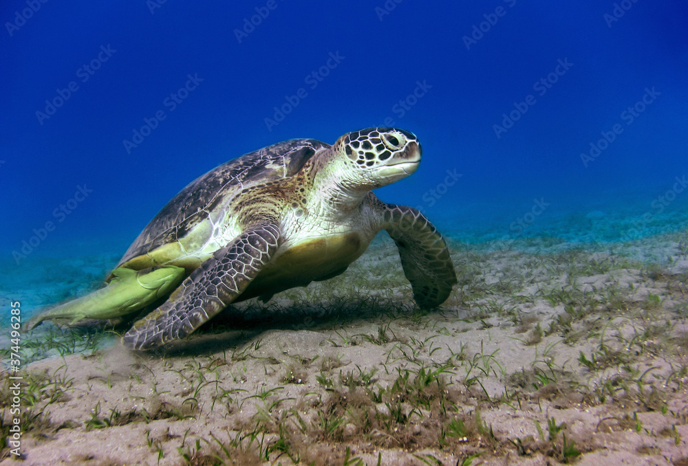 Obraz premium Underwater world. The Red Sea sea turtle sits on a glade with a grass.
