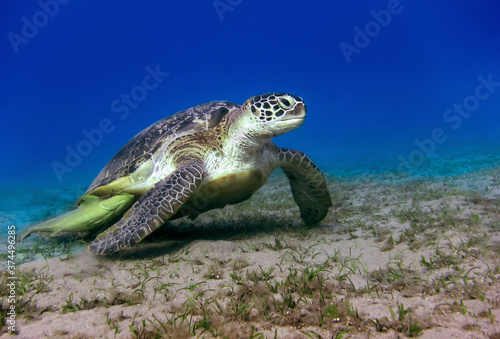 Underwater world. The Red Sea sea turtle sits on a glade with a grass.