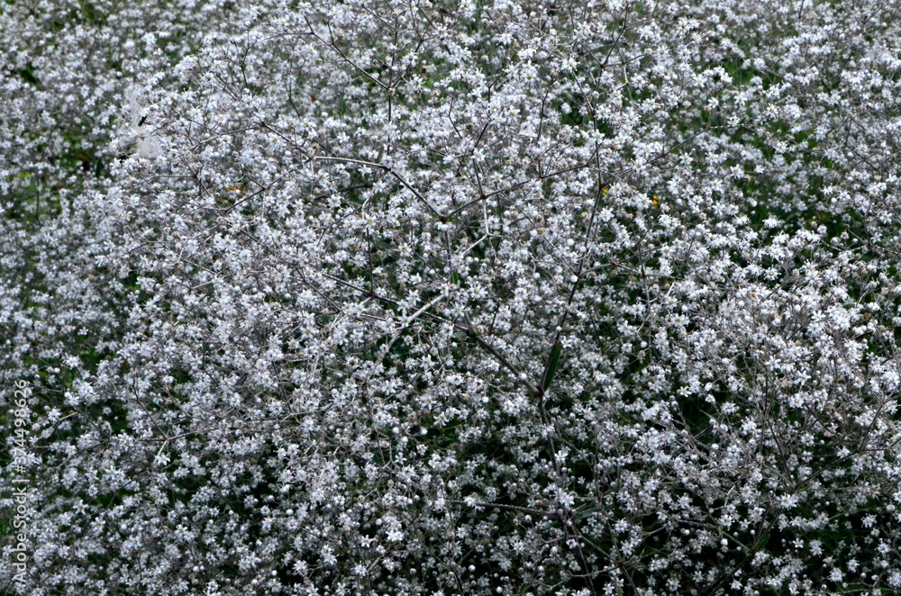 Annual Baby's-breath or Showy Baby's-breath (Gypsophila elegans).
White small flowers background, White blooming texture background.
Annual Baby's-breath or Showy Baby's-breath (Gypsophila elegans).
White small flowers background, White blooming texture background.