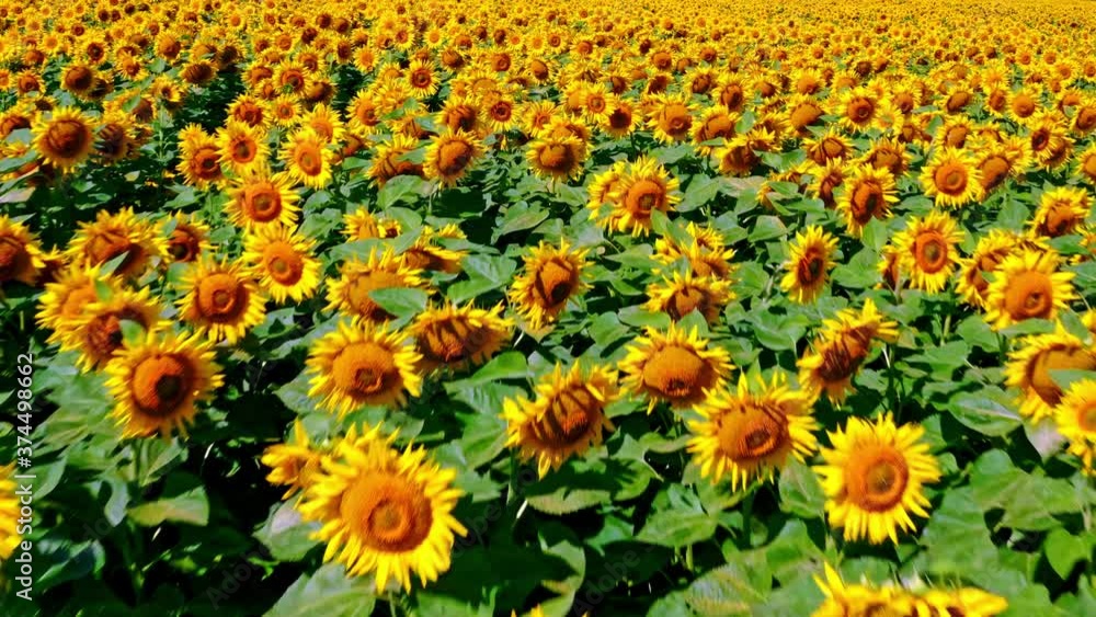 Aerial view above to the sunflowers field. Top view onto agriculture field with blooming sunflowers. Summer landscape with big yellow farm field with sunflowers. CINEMATIC SHOOTING. Aerial view above to the sunflowers field. Top view onto agriculture field with blooming sunflowers. Summer landscape with big yellow farm field with sunflowers. CINEMATIC SHOOTING.