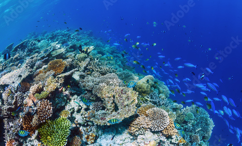 Big coral reef with hard corals and fishes in sunny day.