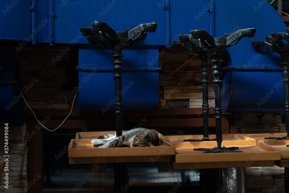 A street cat sleeps on a table during coronavirus lockdown in Istanbul, Turkey
