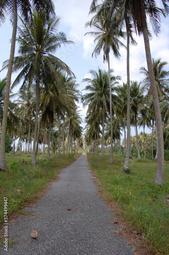東南アジアの熱帯にあるマレーシアのヤシの木林を貫く遊歩道