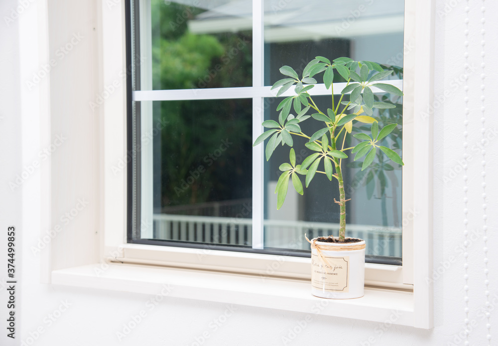 窓際の観葉植物 窓際の観葉植物