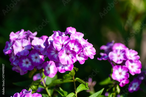 Beautiful delicate violet-white phlox flowers with green leaves in the garden on the dark background
