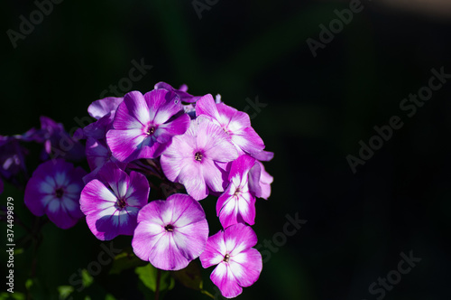 Wallpaper Mural Beautiful delicate violet-white phlox flowers with green leaves in the garden on the dark background Torontodigital.ca