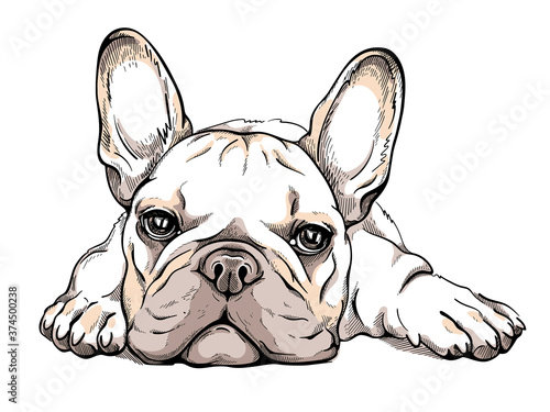 Cute french bulldog sketch. Vector illustration photo