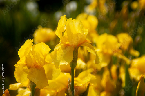 yellow tulip flowers