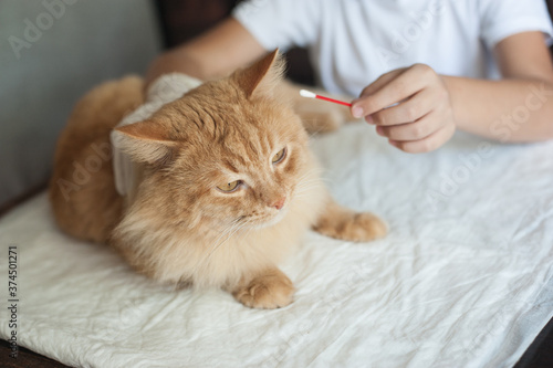 processing the ears of a red cat at home. Care for the animals