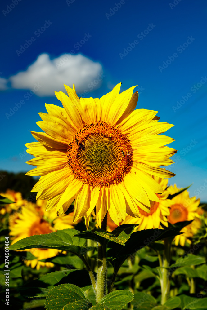 Blooming sunflower on a background of blue sky Blooming sunflower on a background of blue sky
