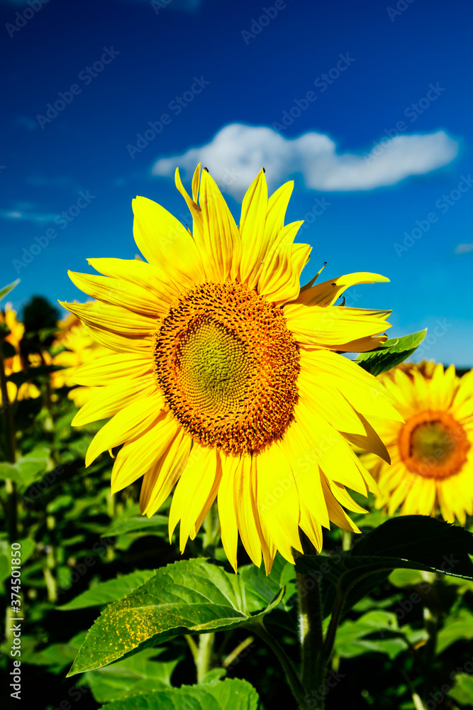 Blooming sunflower on a background of blue sky Blooming sunflower on a background of blue sky