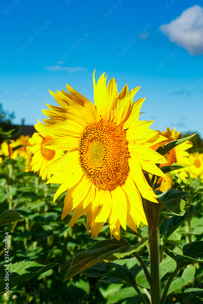 Blooming sunflower on a background of blue sky Blooming sunflower on a background of blue sky