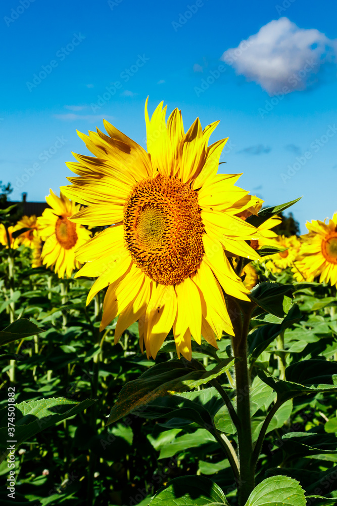 Blooming sunflower on a background of blue sky Blooming sunflower on a background of blue sky