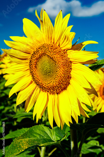 Blooming sunflower on a background of blue sky