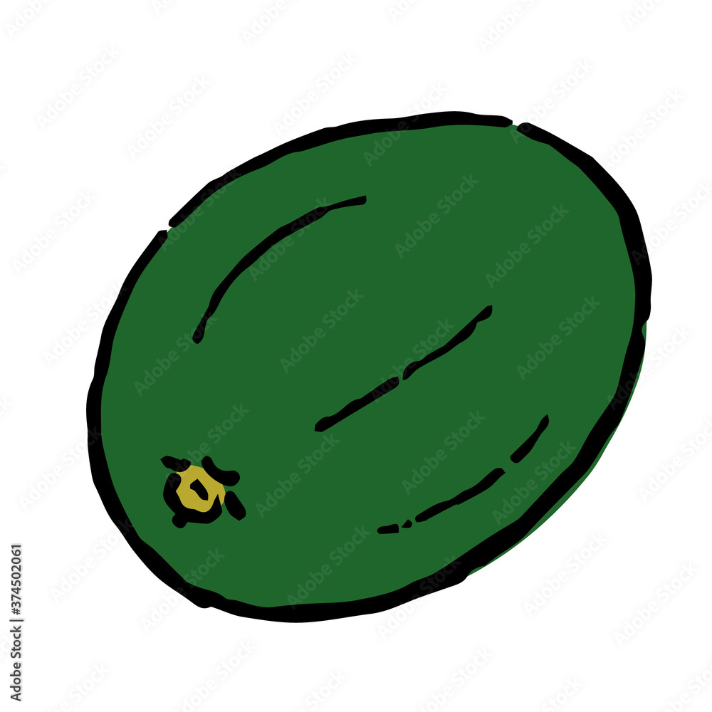 Illustration of Winter melon Illustration like hand drawn illustration