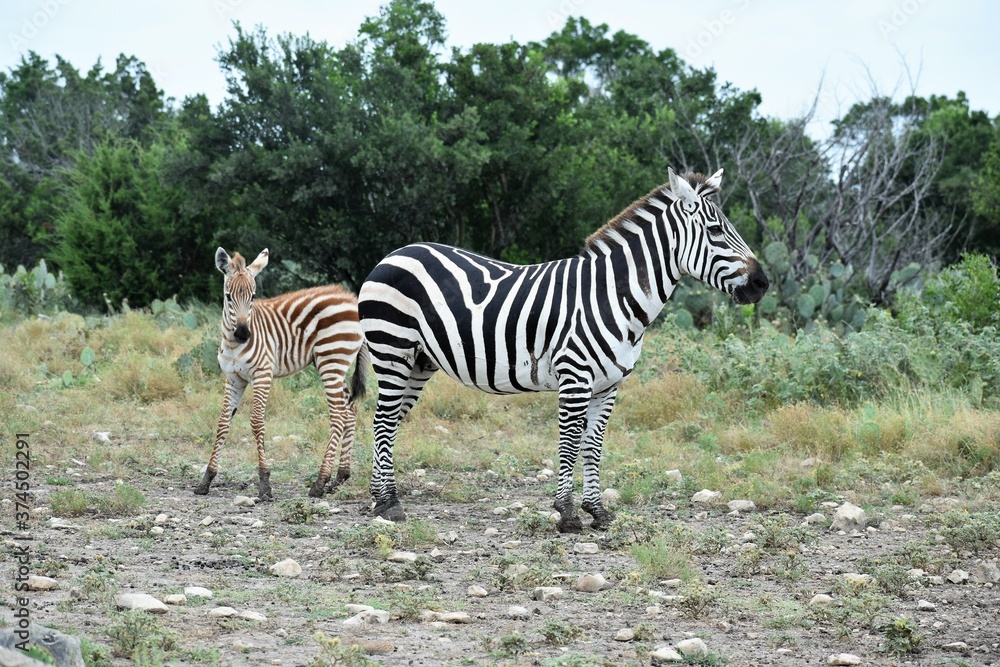 Obraz premium zebra adult mom and baby in the wild