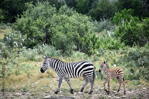 zebra adult mom and baby in the wild