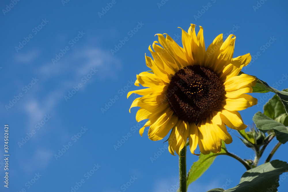 bright yellow sunflower against a blue almost cloudless sky bright yellow sunflower against a blue almost cloudless sky