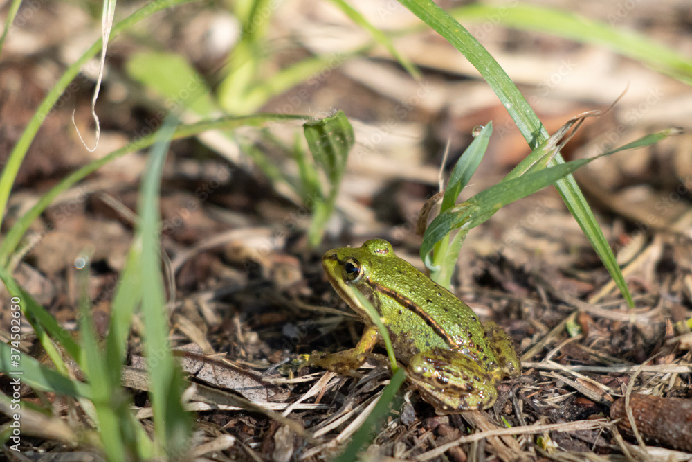 small pond frog sits on the ground between blades of grass small pond frog sits on the ground between blades of grass