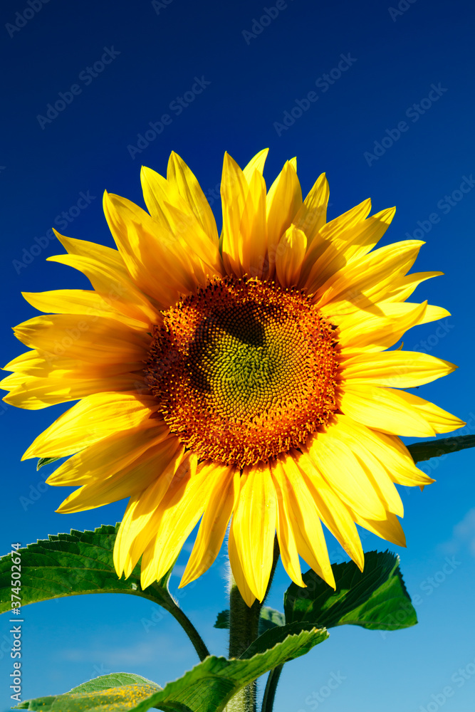 Blooming sunflower on a background of blue sky Blooming sunflower on a background of blue sky