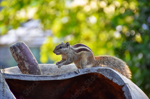 Indian three-striped palm squirrel isolated on green blur background.  photo