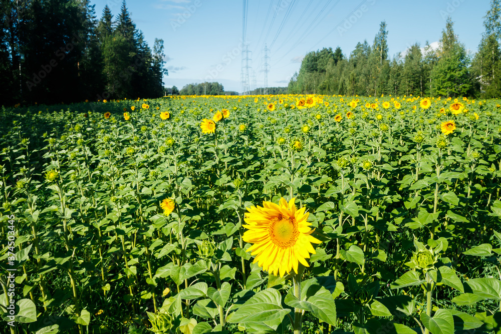 Obraz premium Field of blooming sunflowers on a background of blue sky and power line