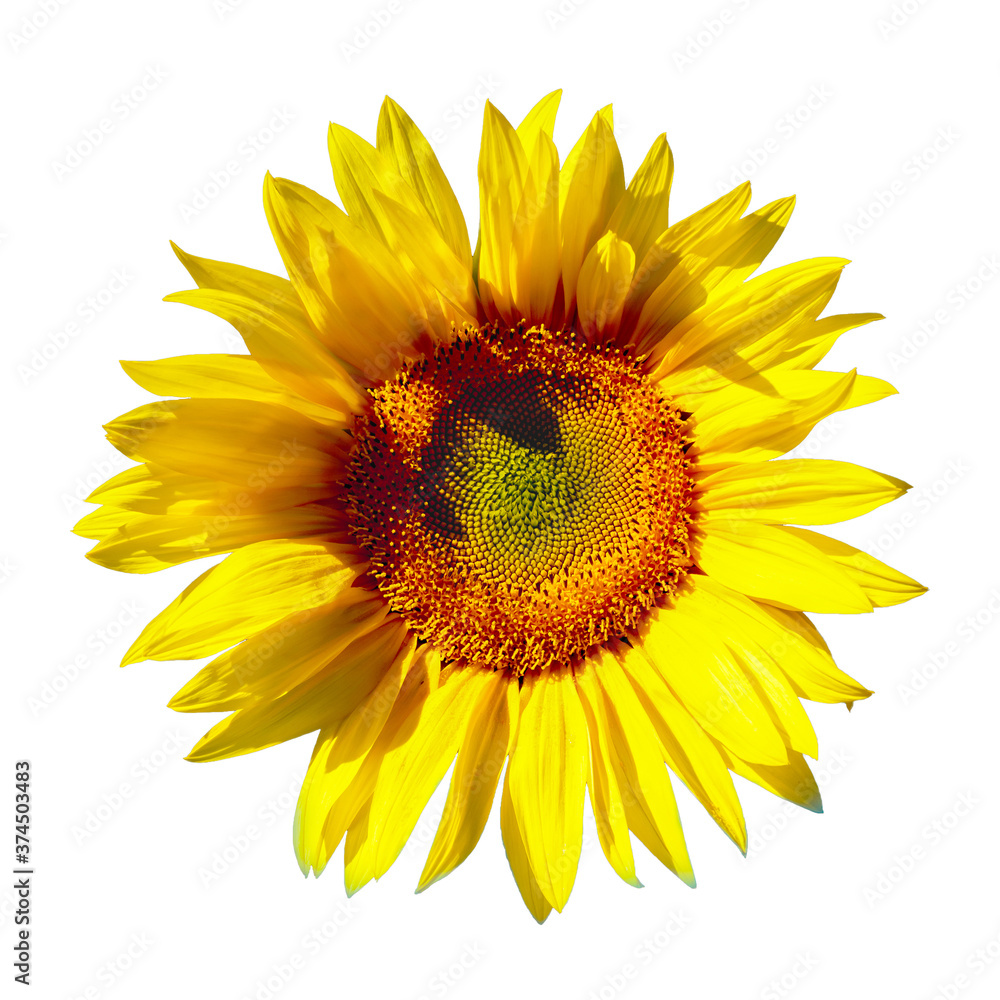 Fototapeta premium Blooming sunflower isolated on a white background