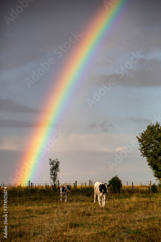 arc en ciel vaches photo