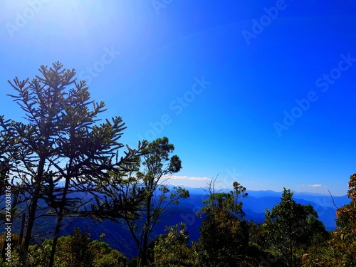 Tree and sky. Natural summer landscape.