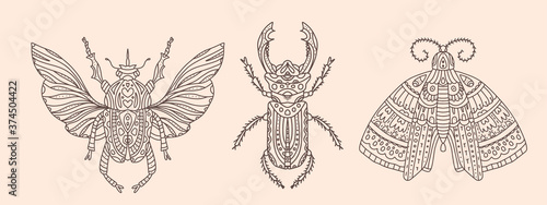Set of vector illustrations with insects. Butterfly or moth, beetle with wings and stag beetle. Detailed images of insects with many patterns. Delicate nude background and brown doodle lines