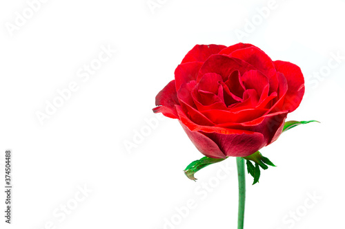 Red rose on a white background