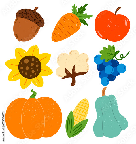 Flat vector autumn harvest illustration set. Pumpkin, zucchini, cotton, acorn, carrot, apple, sunflower, grapes, corn isolated on white background.