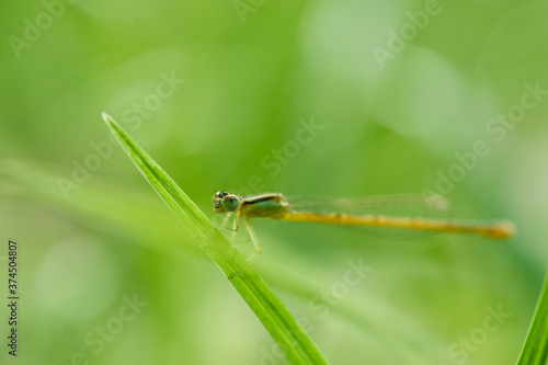 Damselfly perched on the grass blade