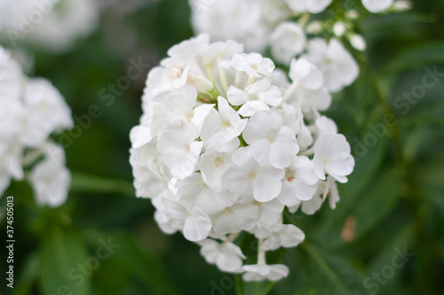 White Phlox on a background of blurred green