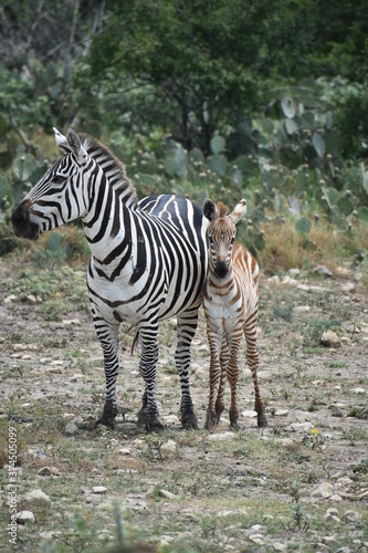 zebra adult and baby in the wild