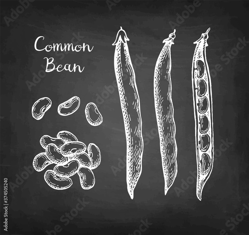 Chalk sketch of common bean