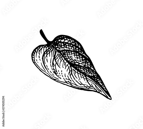 Ink sketch of heart shaped leaf.