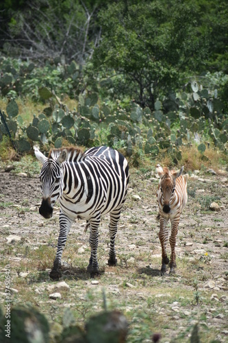 Fototapeta Naklejka Na Ścianę i Meble -  zebra adult and baby in the wild