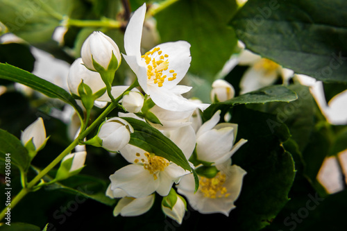 Fototapeta Naklejka Na Ścianę i Meble -  Jasmin Blüten mit Dolden und Samen im Garten