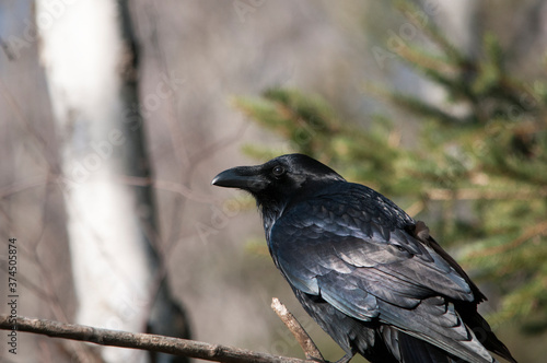 Raven Stock Photos. Raven close-up profile view with a blur background perched on a branch in its habitat and environment displaying black feather plumage, eye, beak.