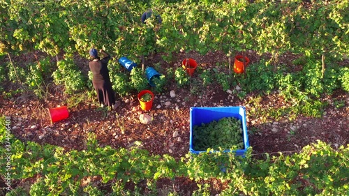 Vineyard worker hand picking ripe Grapes at sunrise, Aerial view.