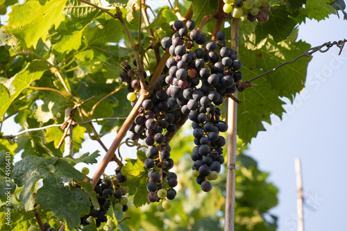 The bunches of grapes ripen in the vineyard. Grapes grown for wine.