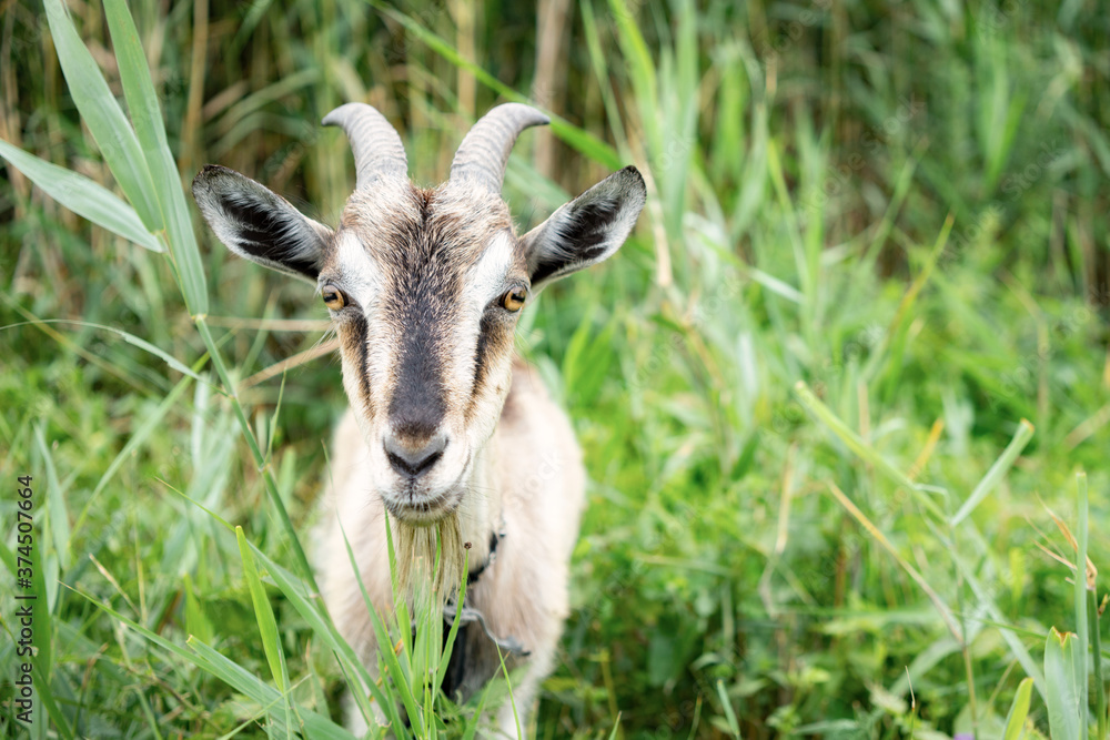 Domestic smoke goat grazing in green grass. Domestic smoke goat grazing in green grass.