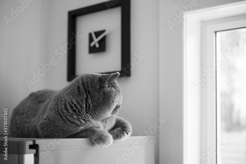 A British Short Hair cat sits on top a a fridge with a modern square clock above her in a kitchen in Edinburgh, Scotland, as she patiently looks out the window.