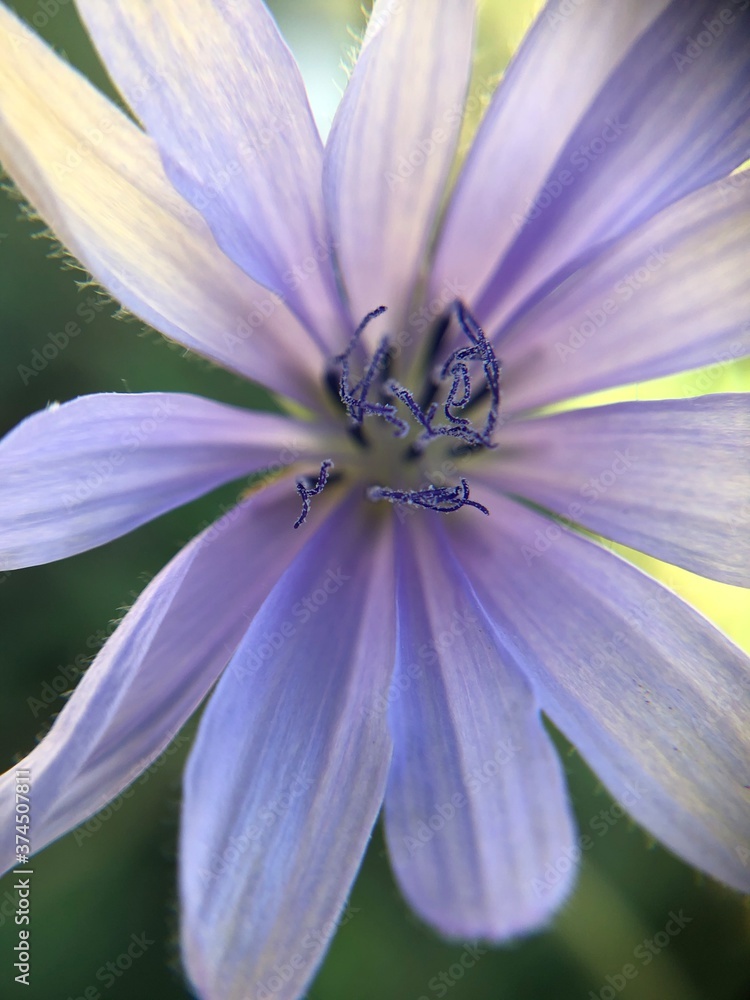bee on purple flower